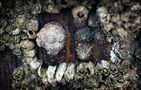 Barnacles and shell fish..... by Dennis Maloney 