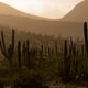 Cactus field