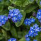 myosotis