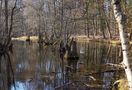 Vorfrühling am Fließ von smokeonthewater