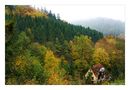 Leben im Herbstwald by Wolfgang (Wolf)