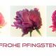 Pfingstrose - von der Knospe zur Bltenexplosion