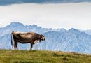 Tiroler Milchvieh von Uwe UB Biermann 