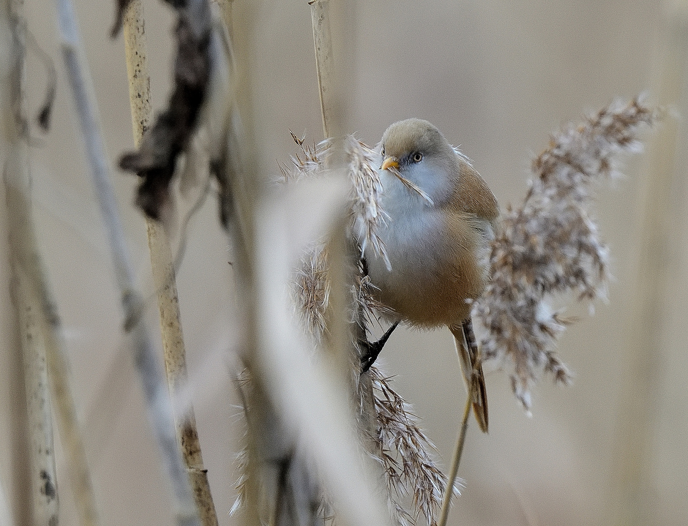 2_Bartmeise fem. (Panurus biarmicus), Bearded reedling, Bigotudo,