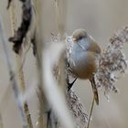 2_Bartmeise fem. (Panurus biarmicus), Bearded reedling, Bigotudo,