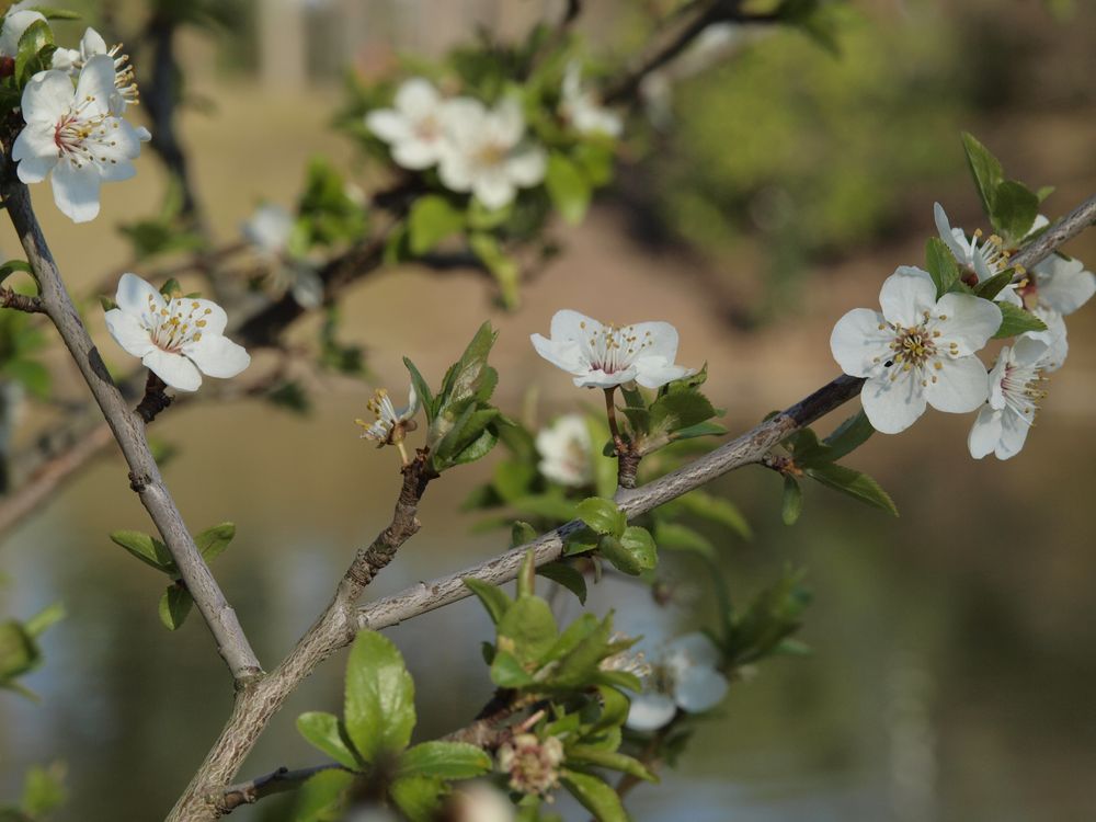 Premières fleurs de jclb 