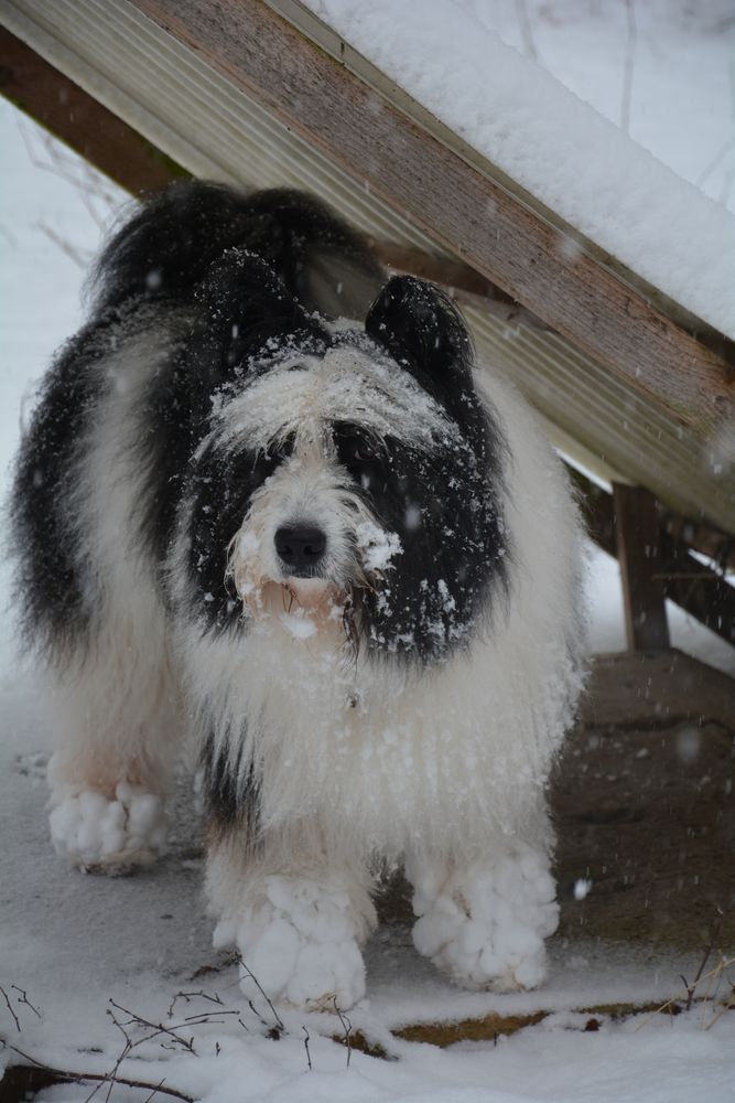 Leider gibt es für mich keine Schneeschuhe von Quinni