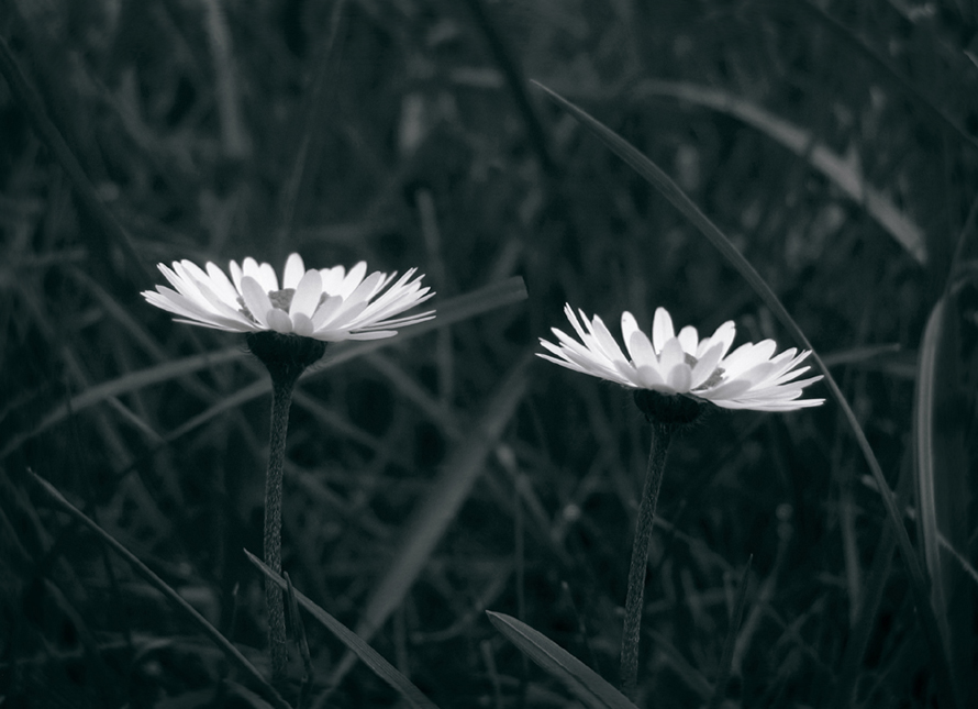 2blümchen