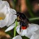 Krokus mit Hummel