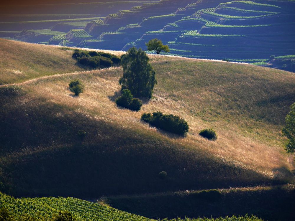 Abendlicht am Kaiserstuhl von Ralf Kuhlen