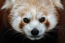 Panda-Blick by Schneeball 