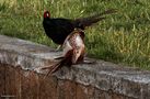 Fighting Pheasants 17 Apr. 2021 A za von Pier Paolo Fondi