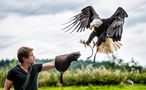 Falknerei Bergisch L