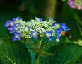 Blue Hortensia Blooms by Joe Thomissen 
