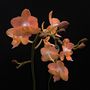 Peach Moon Orchid by csruble