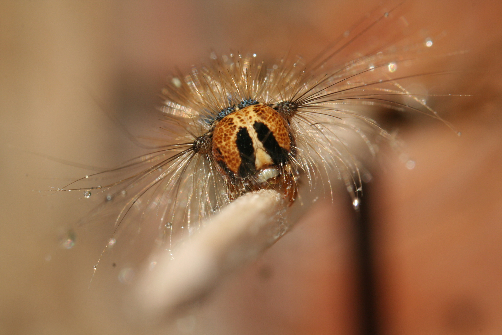 2cm kleine Raupe