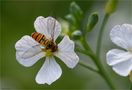 Hover fly by Manu T.