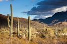 Der majestätische Saguaro von Niels Clemmensen 