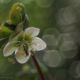 " Helleborus niger "