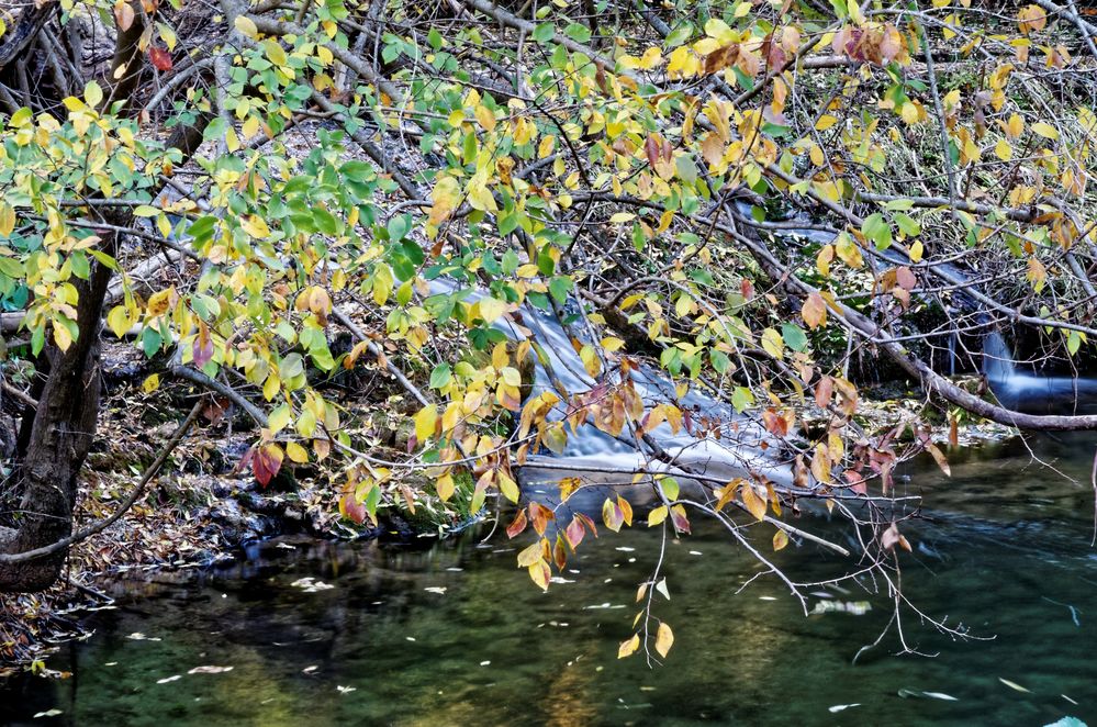 Herbstlaub von Wolfgang Bernard