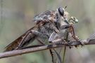 Mosca Asesina (Orden Diptera / Familia Asilidae) de Aldo Díaz Matute