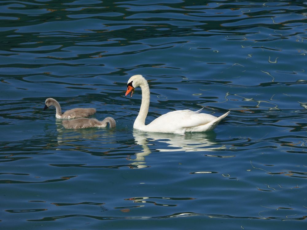 Schwimmausflug von Familie Schwan von beasternchen