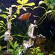 Honiggourami