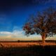 Herbstbaum