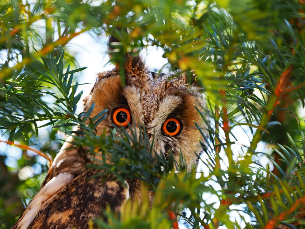 Besucher in Nachbars Garten von Marita K.