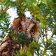 Besucher in Nachbars Garten