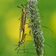 Frhlingsschnaken (Tipula vernalis) Kopula