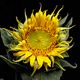 Sonnenblume / Sunflower