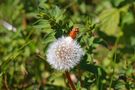 seltene Zopf-Pusteblume von Thomas Lendt