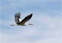 Storchenflug  von Manfred Mairinger