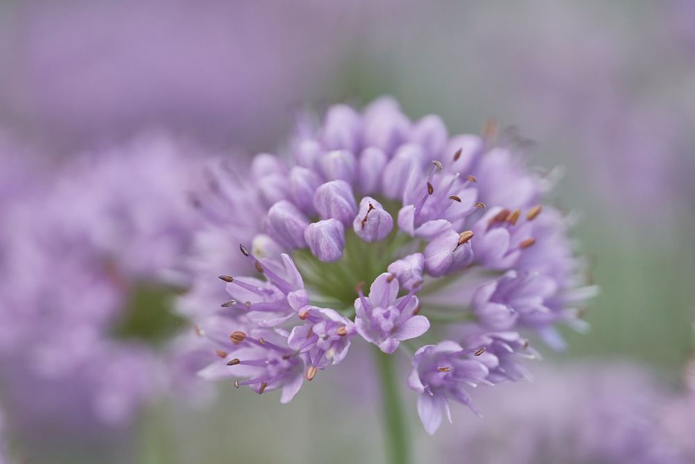 Lauchblüte von Kerstinat