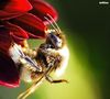 bee by artline