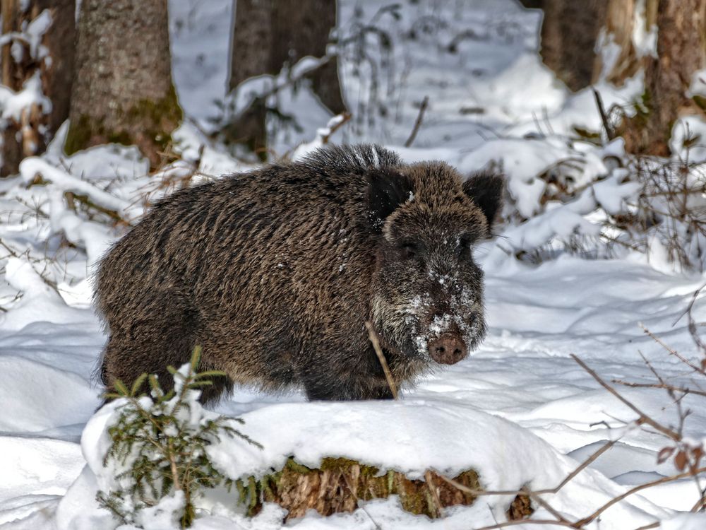 Foto & Bild | wald, winter, tiere Bilder auf fotocommunity