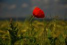 Mohn im Feld von Karin M. Herrling