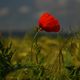 Mohn im Feld