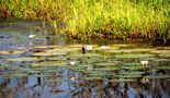 Riesenseerosen im Yellow Water von Helga Broel