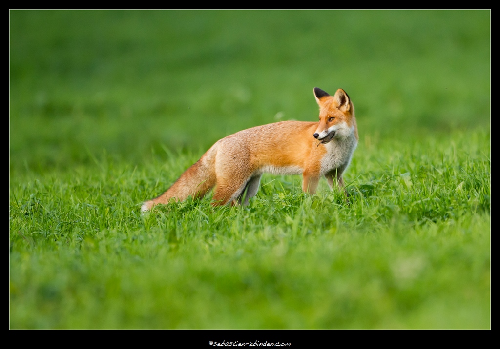 2ème du renard