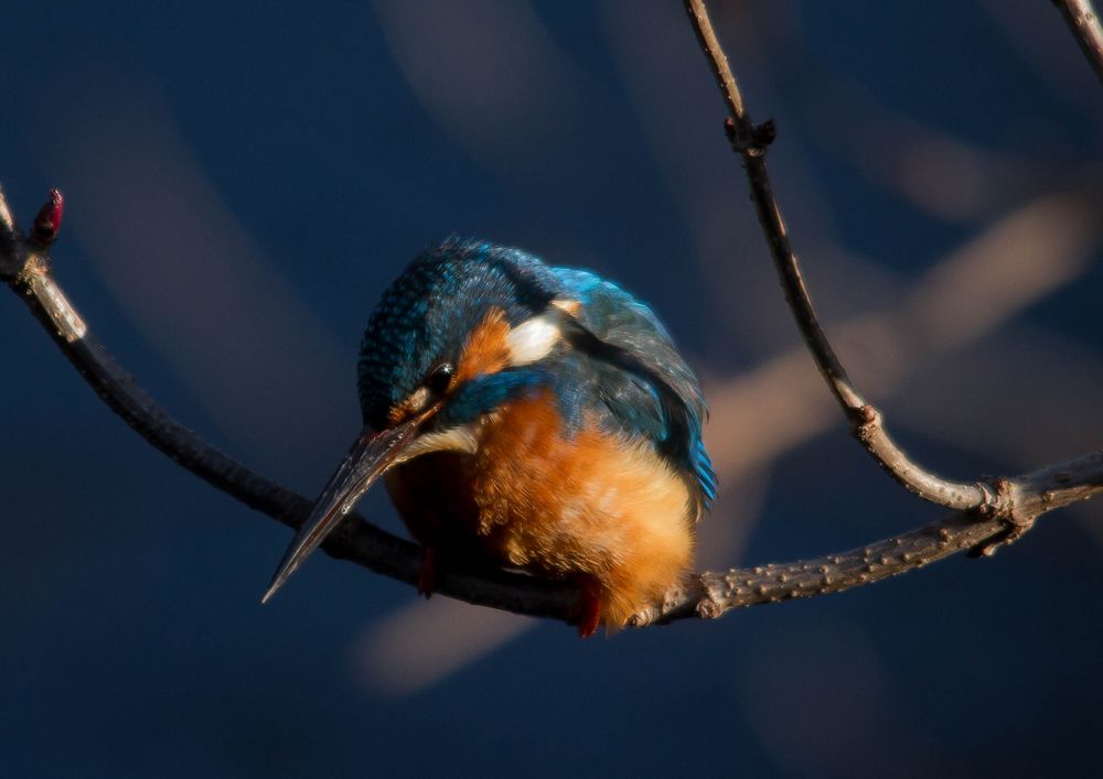 2er Eisvogel in Nachmittagssonne