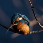 2er Eisvogel in Nachmittagssonne