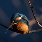 2er Eisvogel in Nachmittagssonne