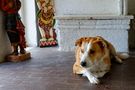 Mit Hund im Museum wohnen ........ von Charly Charné 