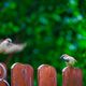 Flugverkehr im Garten