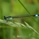 Groe Pechlibelle (Ischnura elegans) im heimischen Garten