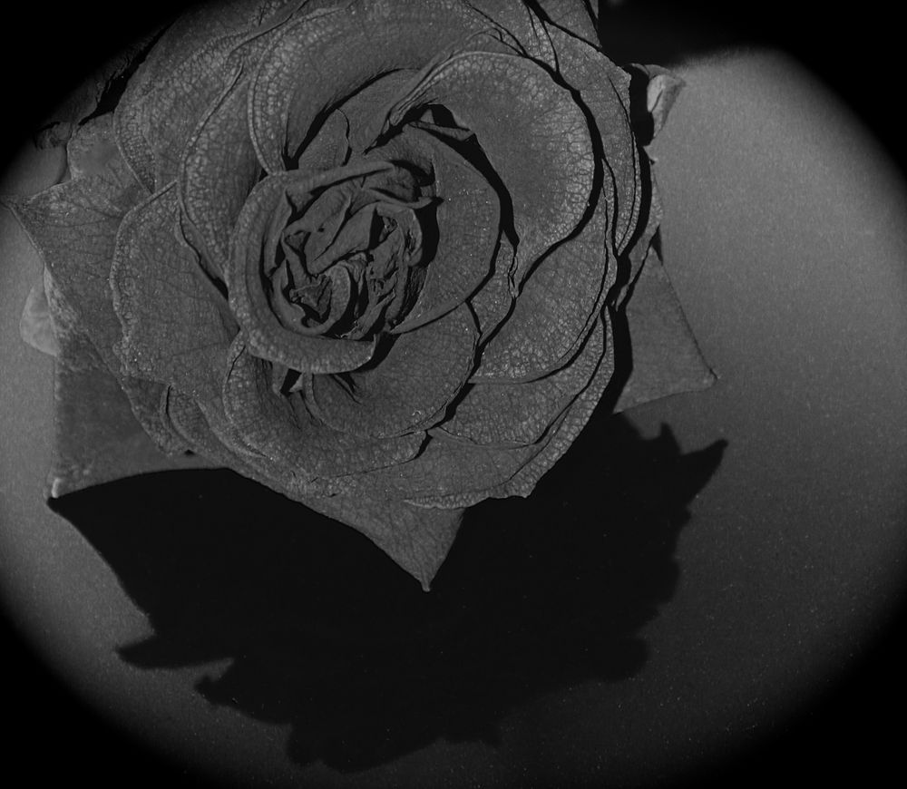 ... Die schwarze Rose ... von Mäxken