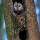 Waldkauz bereit zum Abflug