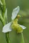 Gelbe Bienenragwurz (Einzelblüte) von Klaus Hossner 